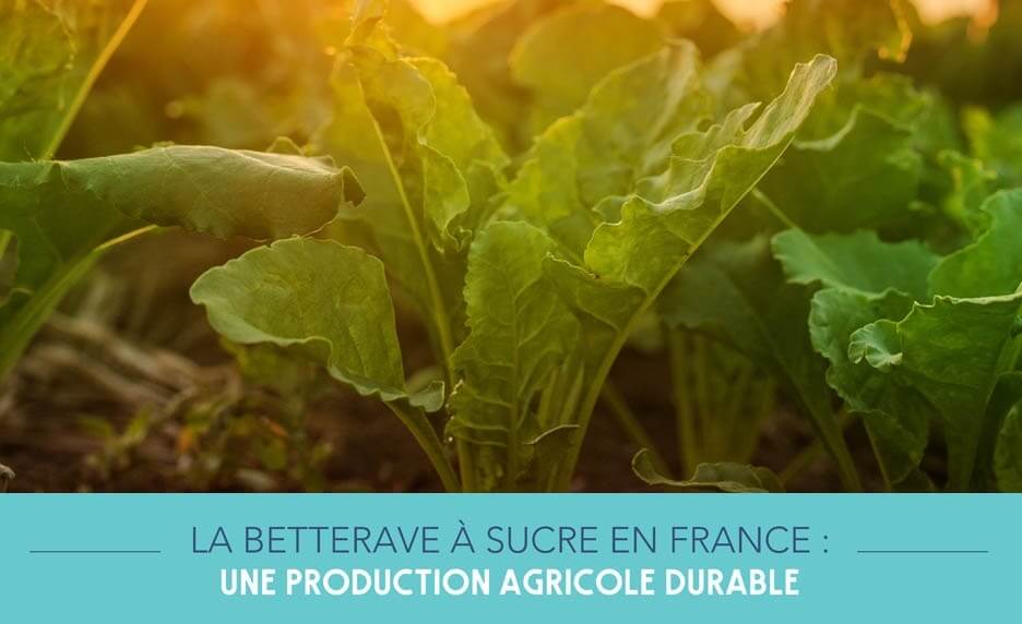La betterave à sucre en France 