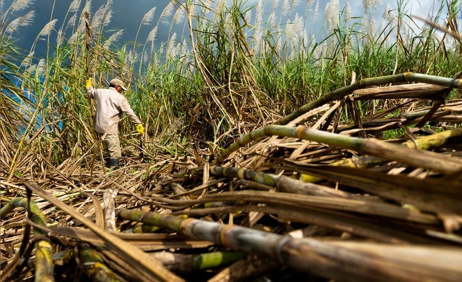 La campagne sucrière à la Réunion