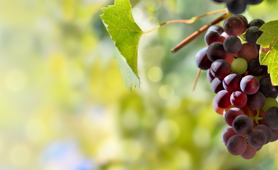 Combien de sucres dans un verre de vin ?