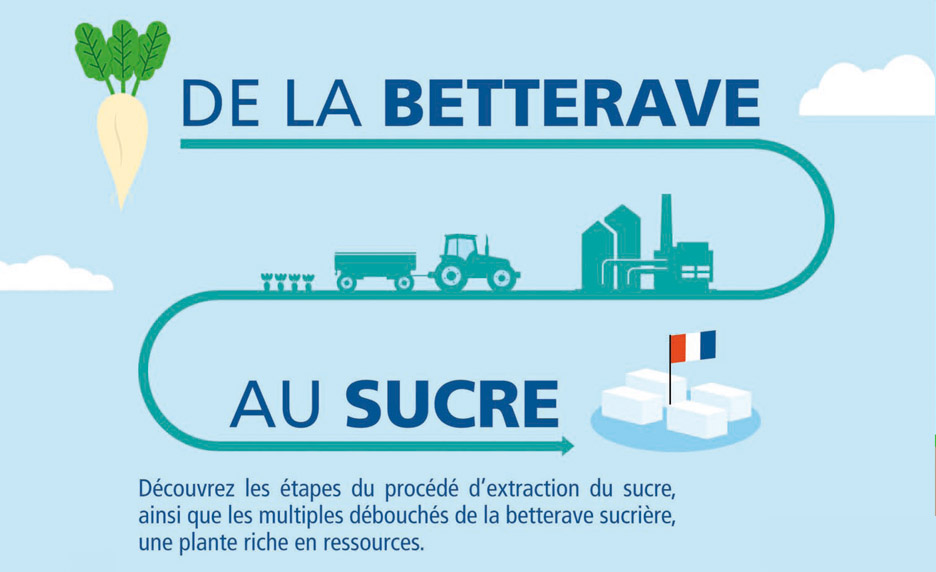 De la betterave au sucre: le procédé sucrier