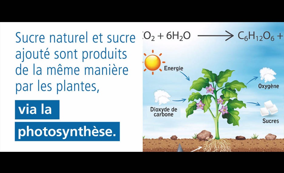 Le sucre dit "naturel" est-il meilleur que le sucre ajouté ?