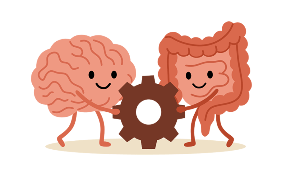De l’intestin au cerveau :  ces mécanismes qui assurent la balance énergétique | Cultures Sucre