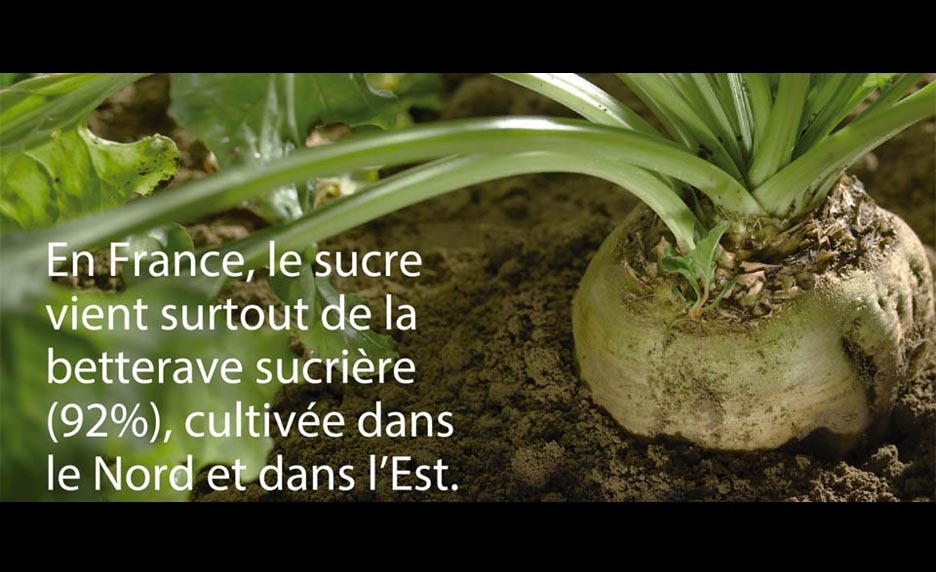 Le sucre est-il issu de la nature ?