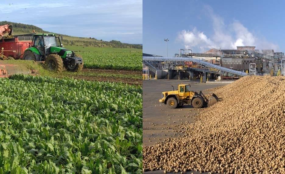 De la plante au sucre