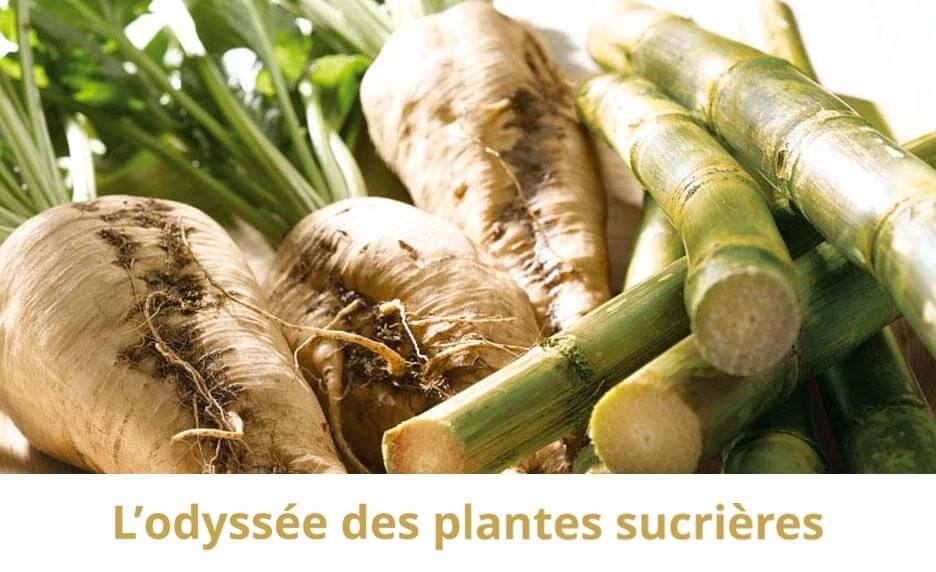 L'odyssée des plantes sucrières