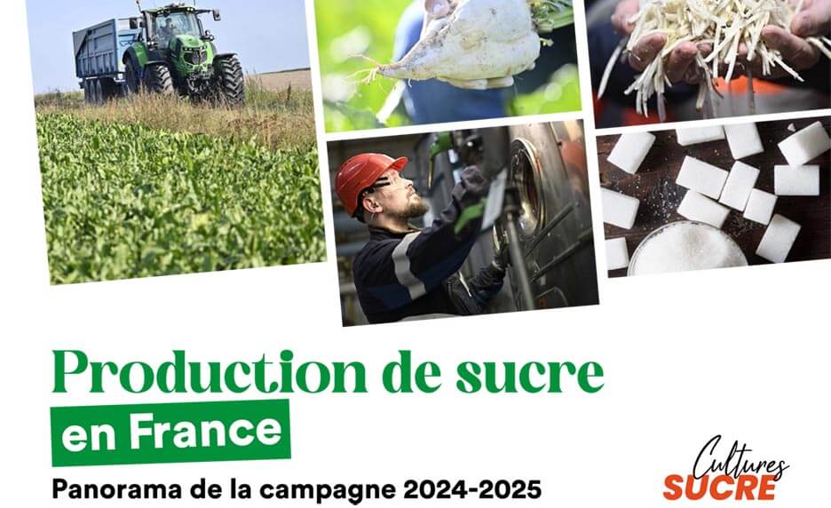 Panorama de la campagne sucrière 2024-2025 | Cultures Sucre