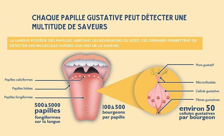 Fiche Sucres et santé n°3 : La préférence pour la saveur sucrée est-elle innée ?