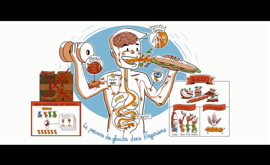 Le parcours des glucides dans l'organisme