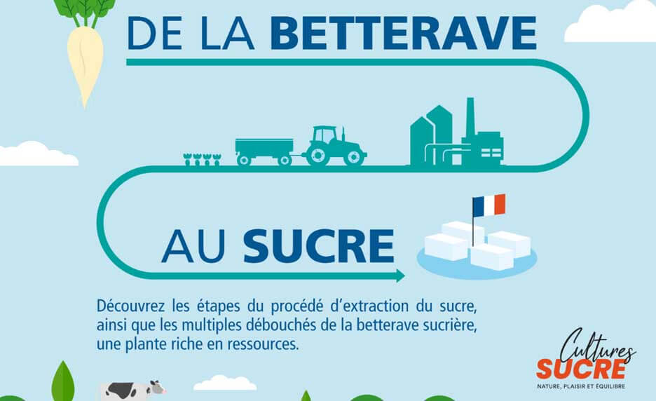 De la betterave au sucre: le procédé sucrier