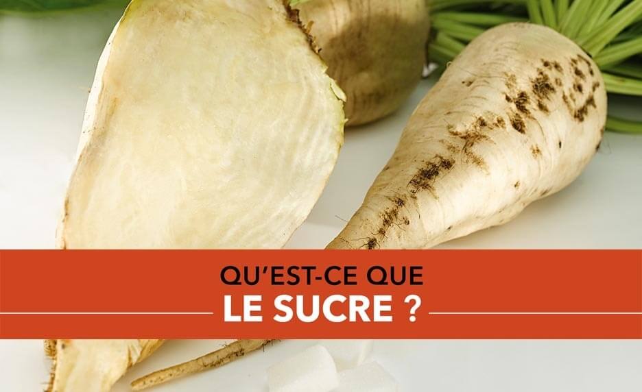 Qu'est-ce que le sucre ?