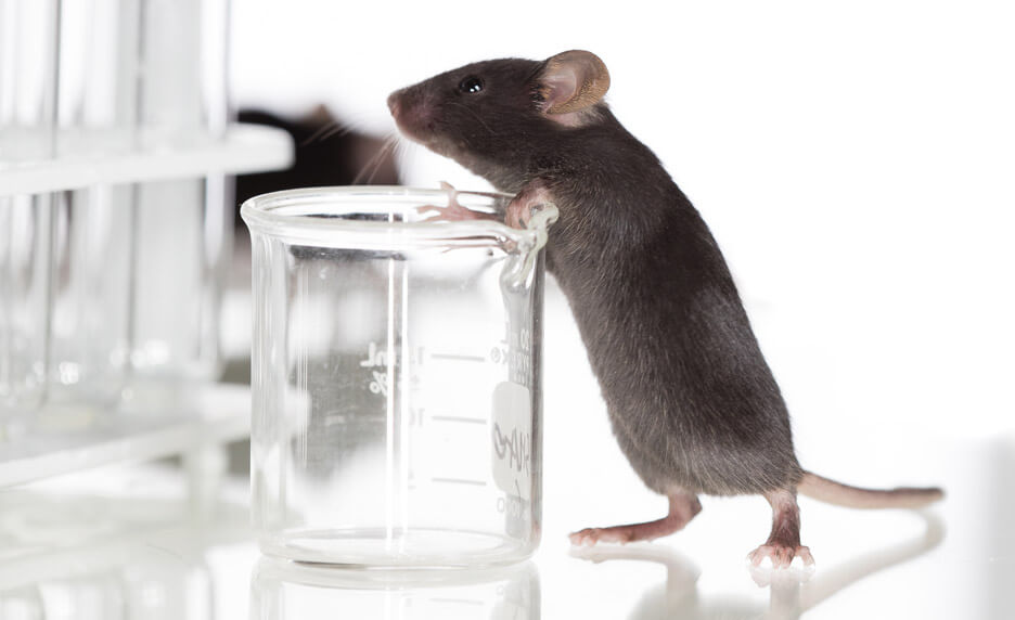 Les souris sont capables d’identifier les sucres grâce à leur odeur | Cultures Sucre