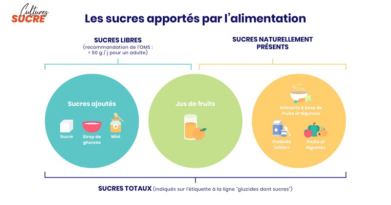 Les sucres apportés par l'alimentation