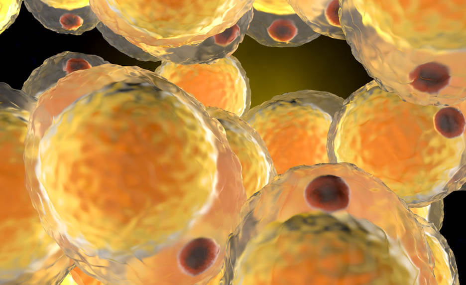 Le tissu adipeux : un organe actif au cœur de l’inflammation | Cultures Sucre