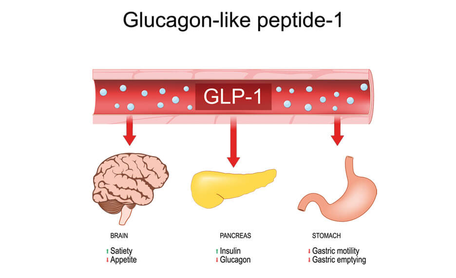 Le GLP-1 dans le bulbe olfactif | Cultures Sucre