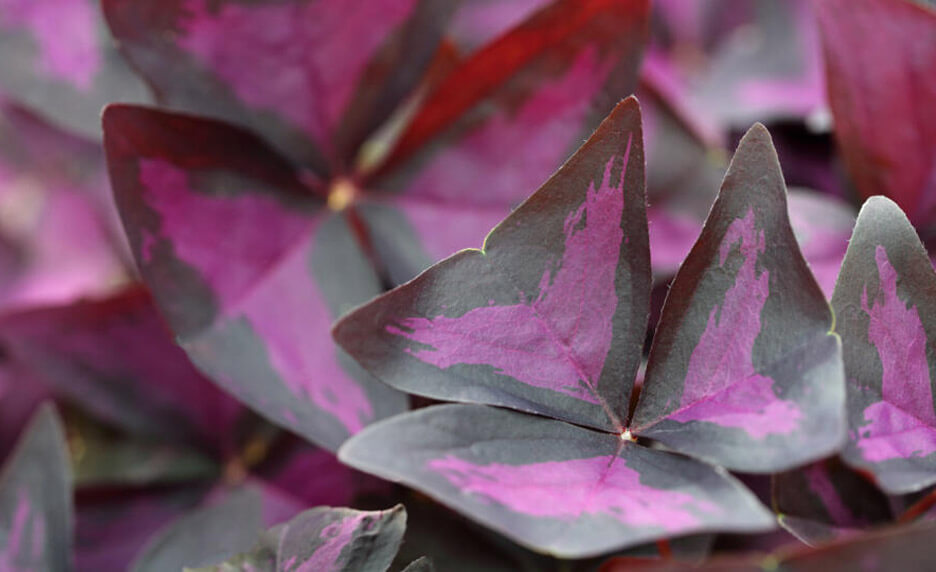 Koppert Cress | Partenaire du Championnat de France du Dessert