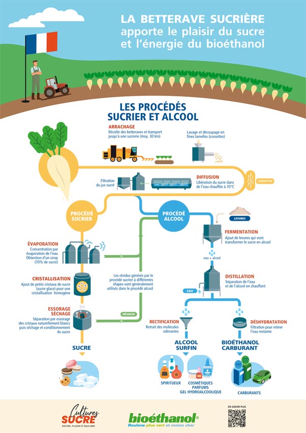 La betterave sucrière apporte le plaisir du sucre et l’énergie du ...