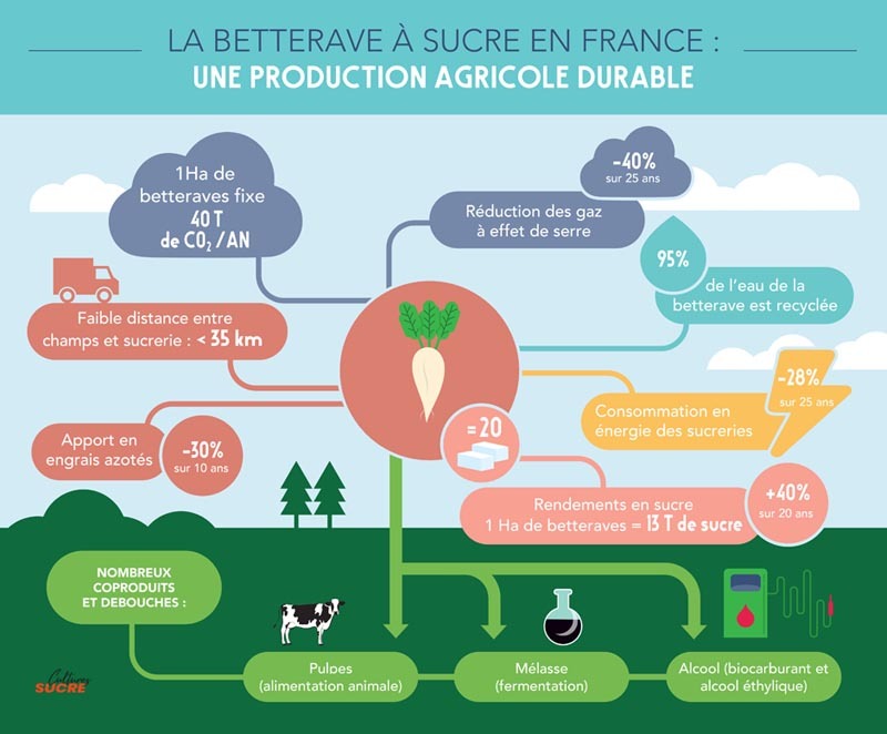 La betterave : une production agricole durable