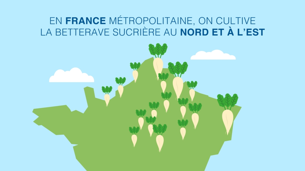 Originaire d’Europe centrale, la betterave sucrière a une histoire récente. C’est à la ﬁn du 17ème siècle qu’un chimiste allemand remarque la présence en grande quantité de sucre dans la racine. Dès lors, la culture de la betterave se développe dans les régions septentrionales. Eh oui, parce que contrairement à la canne à sucre, la betterave n’a aucune attirance pour les tropiques. Elle leur préfère les climats tempérés, assez humides, avec des périodes sèches avant la récolte.