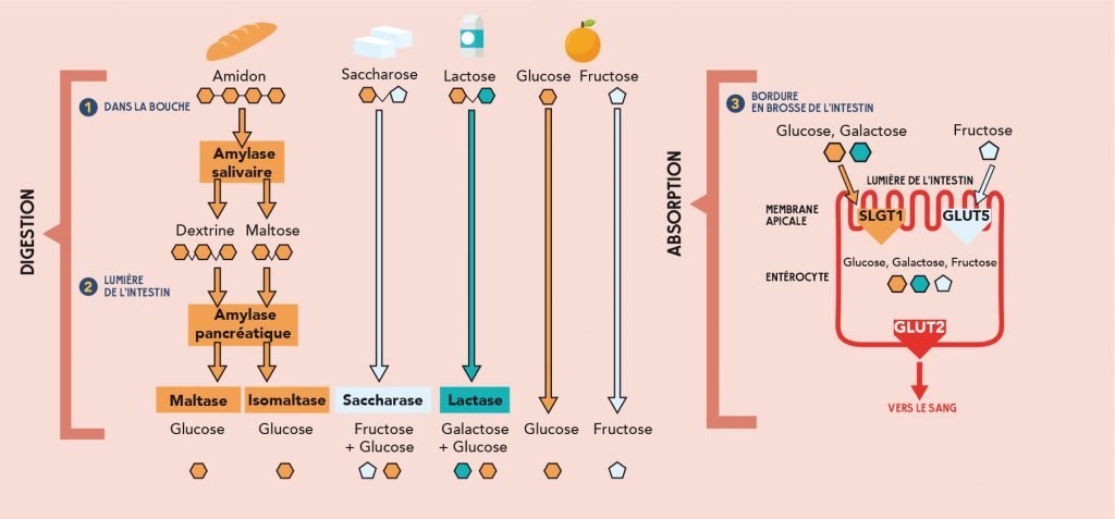 Digestion des sucres