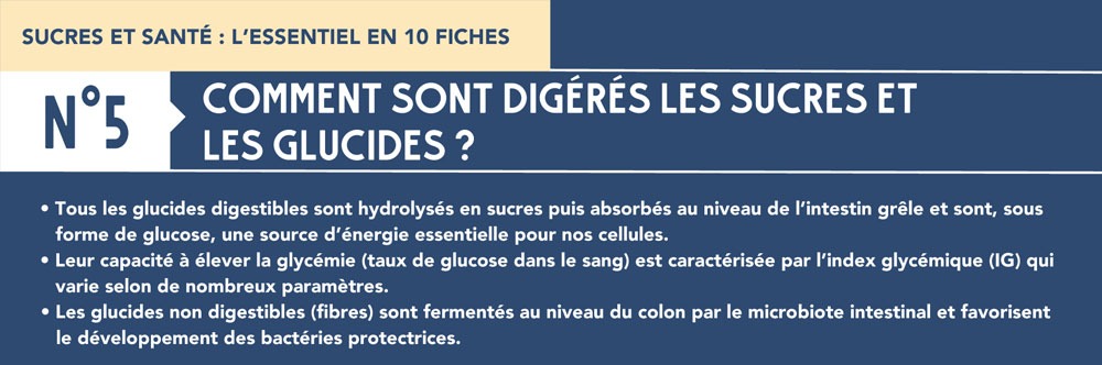 Fiche 5 : Digestion des glucides