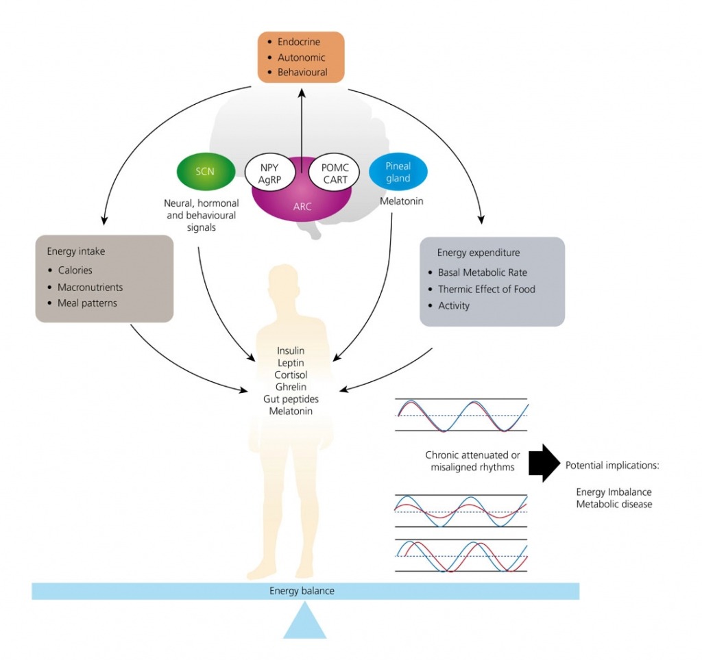 influences-circadiennes-dans-la-regulation-du-bilan-energetique
