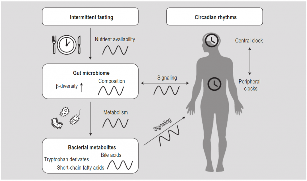 jeune-intermittent-microbiote-intestinal-rythmes-circadiens