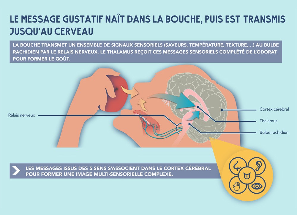 papilles-gustatives