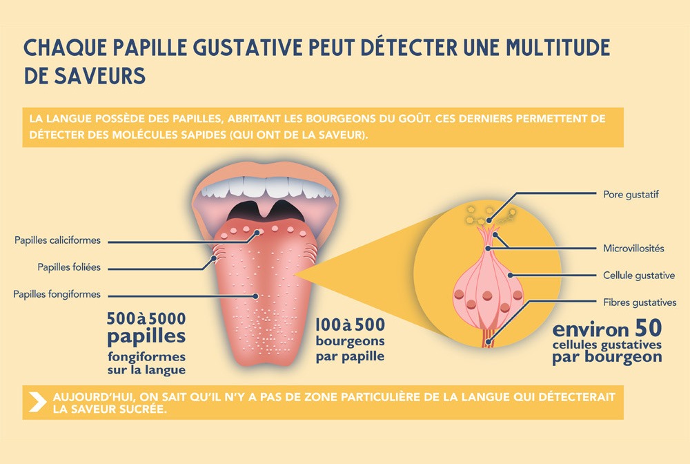 papilles-gustatives