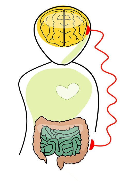 Axe instestin cerveau