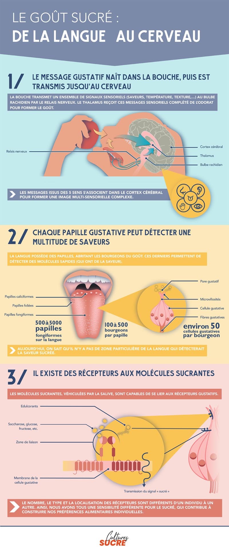 Le goût sucré : de la langue au cerveau