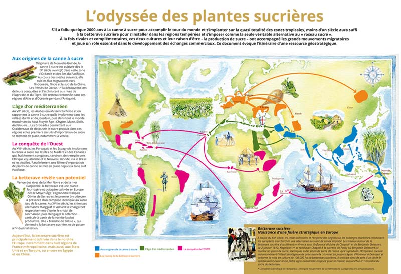 L'odyssée des plantes sucrières