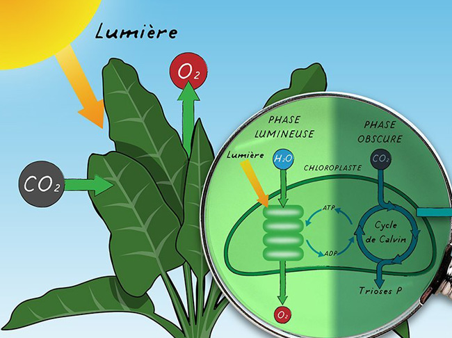 photosynthese-phases-claire-obscure