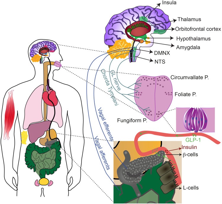 recepteurs-gout-sucre