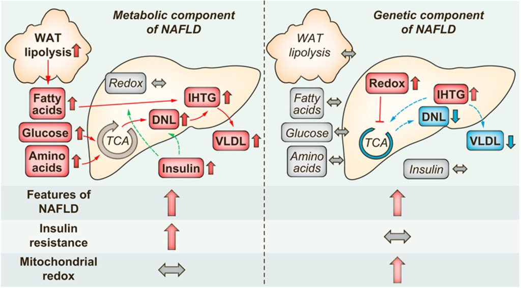 resume-graphique-NAFLD-2