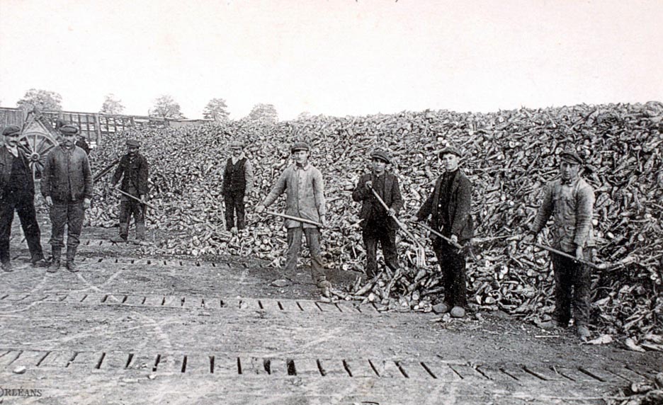 La betterave de 1900 à nos jours