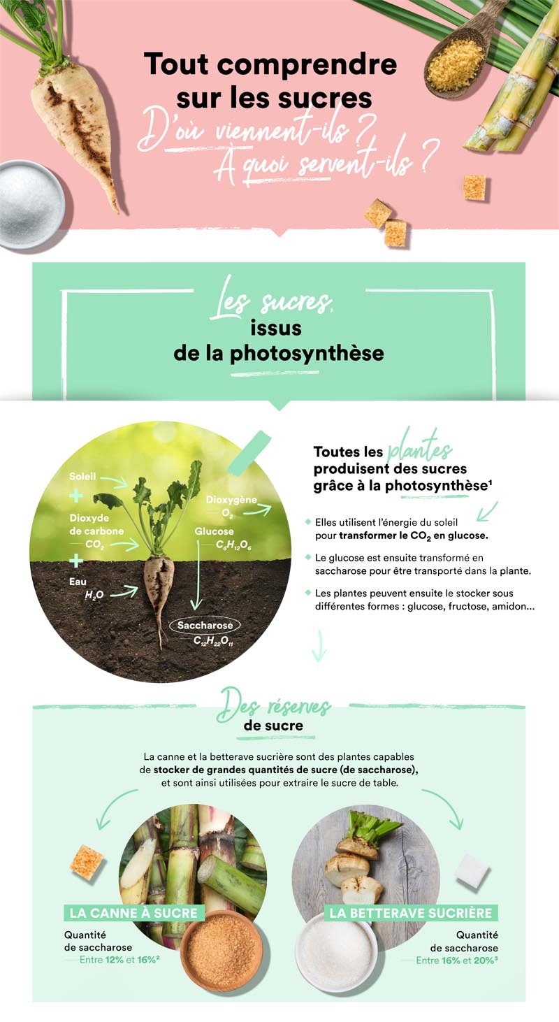 tout-comprendre-sur-les-sucres-nature-2022