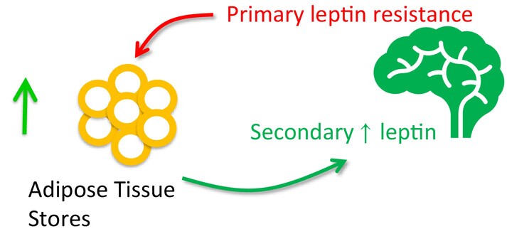 La moindre capacité de la leptine à activer les circuits cérébraux conduirait à une augmentation de sa production par le tissu adipeux via l’expansion de celui-ci. L’élévation des taux de leptine observée en cas de l’obésité serait ainsi secondaire à la résistance qui se met en place | Cultures Sucre